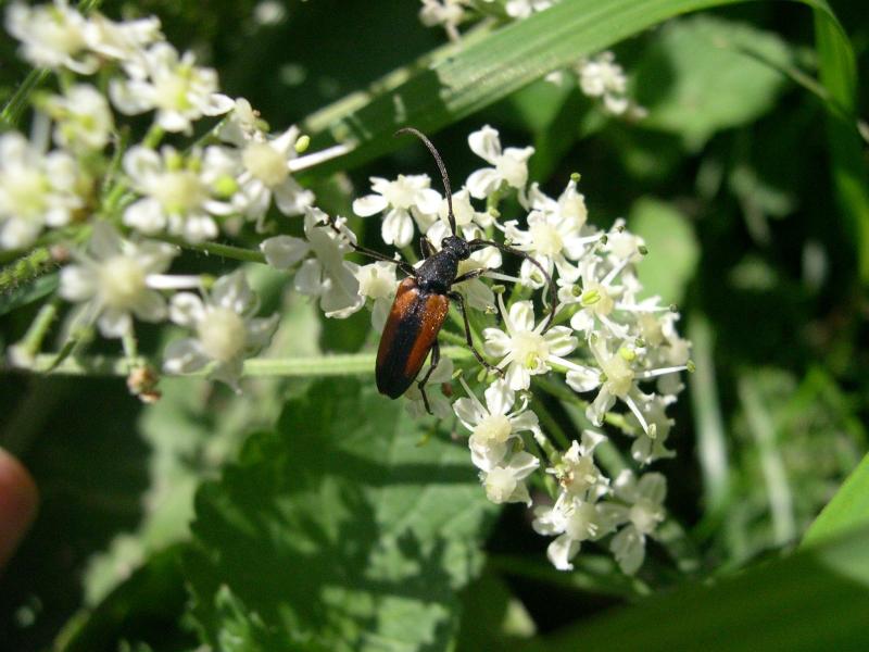 Coleotteri in Val di Tures